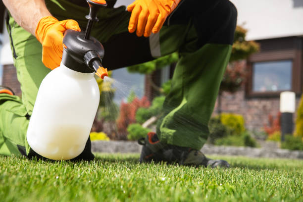 Best Wasp Removal Services  in New Brighton, PA