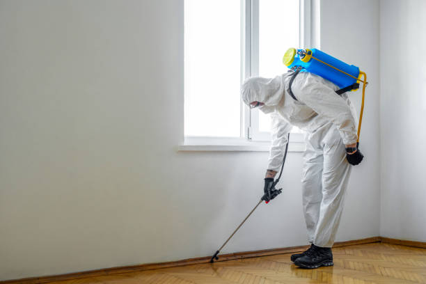 Best Flea Control Services  in New Brighton, PA