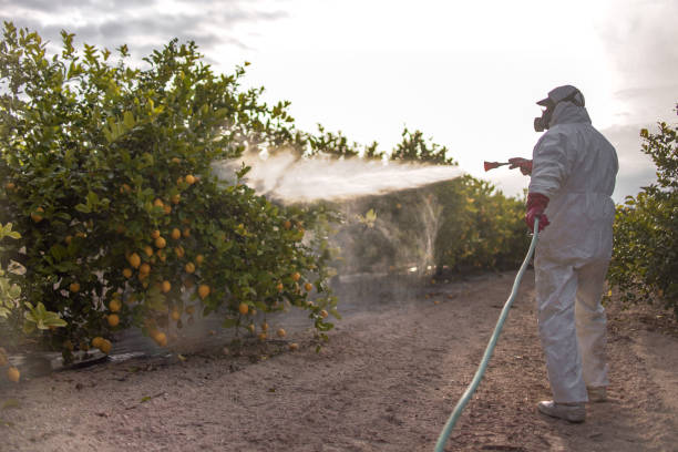 Best Termite Control Services  in New Brighton, PA