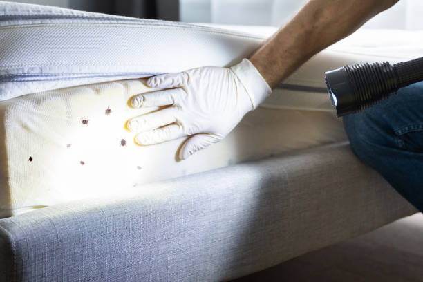 Best Emergency Pest Control  in New Brighton, PA