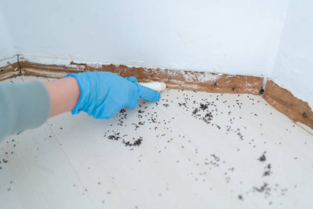 Best Pest Removal Services  in New Brighton, PA